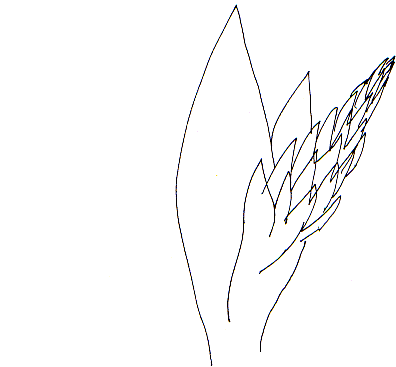 flower drawn from memory