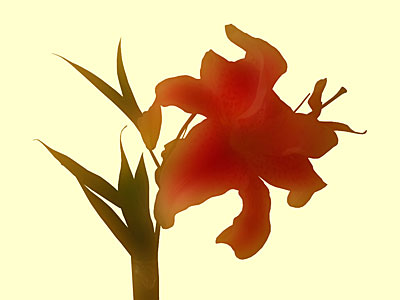 Julie's Flower (digital study)