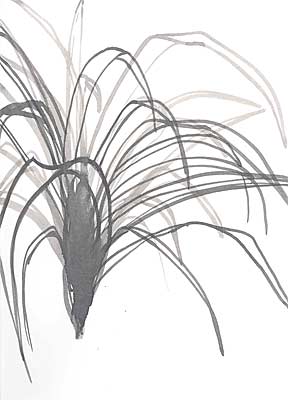 Spider Plant - auction