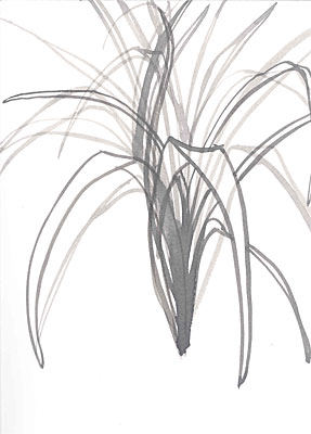 Another from the spider plant series